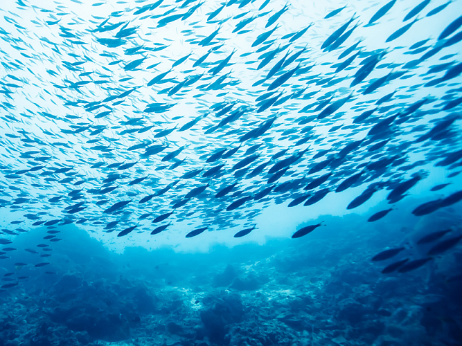 Fish swimming in the ocean.